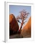 Bare Tree Among Boulders at Sunrise, Joshua Tree National Park, California-James Hager-Framed Photographic Print
