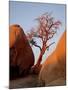 Bare Tree Among Boulders at Sunrise, Joshua Tree National Park, California-James Hager-Mounted Photographic Print