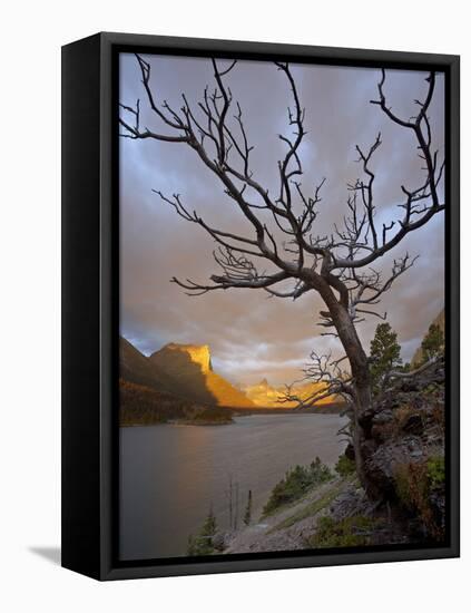 Bare Tree at Sunrise, St. Mary Lake, Glacier National Park, Montana, USA-James Hager-Framed Stretched Canvas