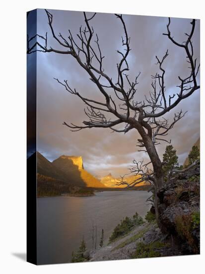 Bare Tree at Sunrise, St. Mary Lake, Glacier National Park, Montana, USA-James Hager-Stretched Canvas