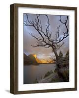 Bare Tree at Sunrise, St. Mary Lake, Glacier National Park, Montana, USA-James Hager-Framed Photographic Print