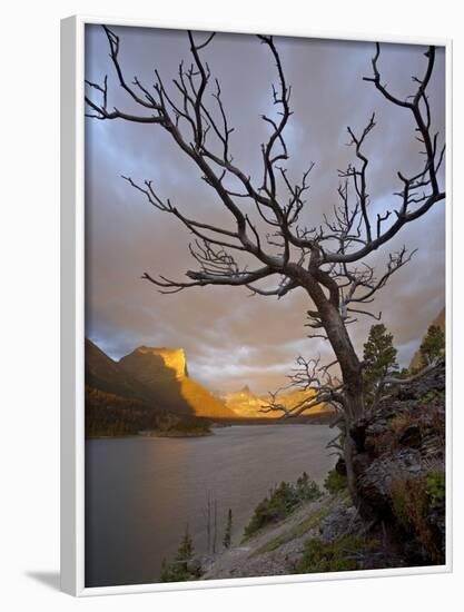 Bare Tree at Sunrise, St. Mary Lake, Glacier National Park, Montana, USA-James Hager-Framed Photographic Print