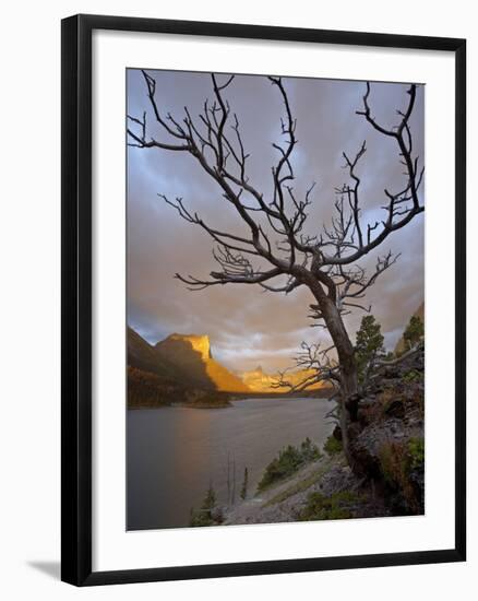 Bare Tree at Sunrise, St. Mary Lake, Glacier National Park, Montana, USA-James Hager-Framed Photographic Print