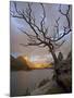 Bare Tree at Sunrise, St. Mary Lake, Glacier National Park, Montana, USA-James Hager-Mounted Photographic Print