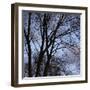 Bare Tree Branches-Anna Miller-Framed Premium Photographic Print