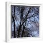 Bare Tree Branches-Anna Miller-Framed Premium Photographic Print