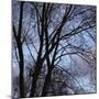 Bare Tree Branches-Anna Miller-Mounted Premium Photographic Print