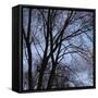 Bare Tree Branches-Anna Miller-Framed Stretched Canvas