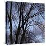 Bare Tree Branches-Anna Miller-Stretched Canvas