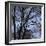 Bare Tree Branches-Anna Miller-Framed Photographic Print
