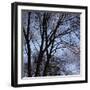 Bare Tree Branches-Anna Miller-Framed Photographic Print