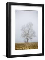 Bare tree in fog. Marion County, Illinois.-Richard & Susan Day-Framed Photographic Print