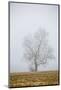 Bare tree in fog. Marion County, Illinois.-Richard & Susan Day-Mounted Photographic Print