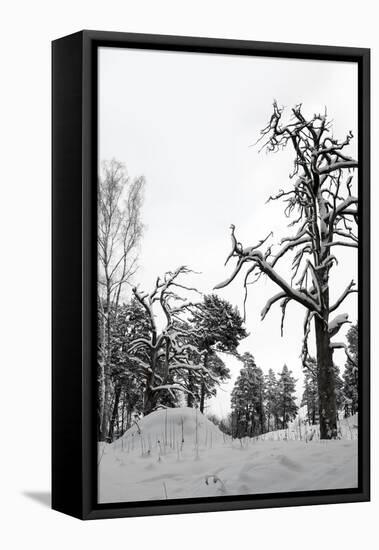 Bare Tree in Snow-PinkBadger-Framed Stretched Canvas