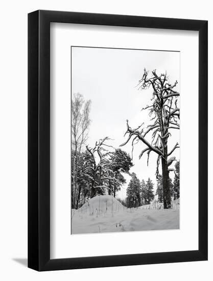 Bare Tree in Snow-PinkBadger-Framed Photographic Print