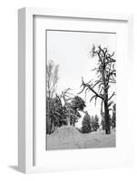 Bare Tree in Snow-PinkBadger-Framed Photographic Print