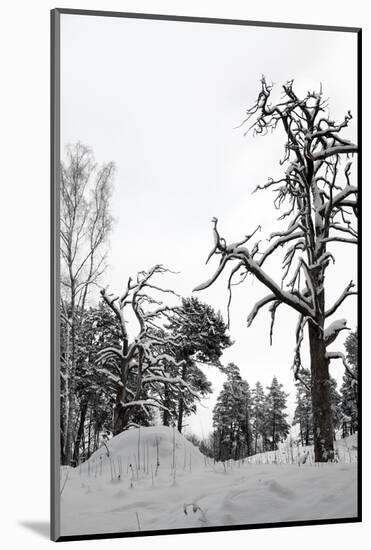 Bare Tree in Snow-PinkBadger-Mounted Photographic Print