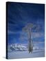 Bare Tree in Snowy Landscape, Grand Teton National Park, Wyoming, USA-Scott T. Smith-Stretched Canvas