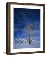 Bare Tree in Snowy Landscape, Grand Teton National Park, Wyoming, USA-Scott T. Smith-Framed Photographic Print