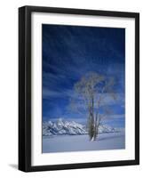 Bare Tree in Snowy Landscape, Grand Teton National Park, Wyoming, USA-Scott T. Smith-Framed Photographic Print