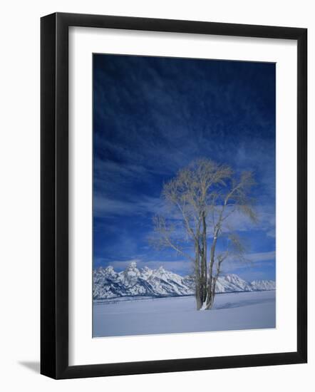 Bare Tree in Snowy Landscape, Grand Teton National Park, Wyoming, USA-Scott T. Smith-Framed Photographic Print