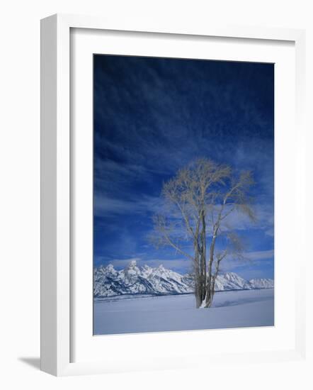 Bare Tree in Snowy Landscape, Grand Teton National Park, Wyoming, USA-Scott T. Smith-Framed Photographic Print