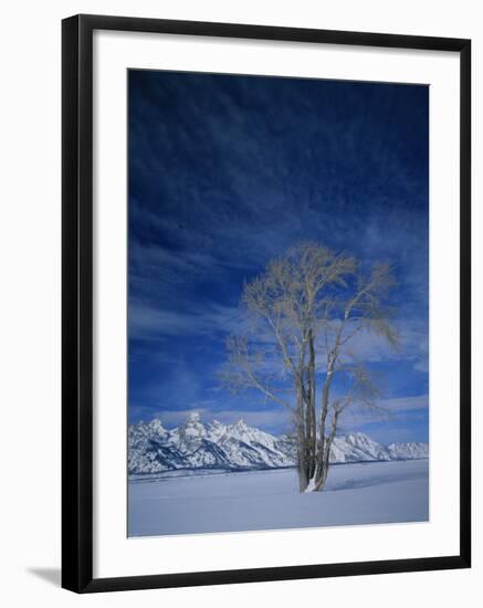 Bare Tree in Snowy Landscape, Grand Teton National Park, Wyoming, USA-Scott T. Smith-Framed Photographic Print