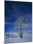 Bare Tree in Snowy Landscape, Grand Teton National Park, Wyoming, USA-Scott T. Smith-Mounted Photographic Print