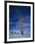 Bare Tree in Snowy Landscape, Grand Teton National Park, Wyoming, USA-Scott T. Smith-Framed Photographic Print