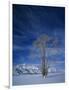 Bare Tree in Snowy Landscape, Grand Teton National Park, Wyoming, USA-Scott T. Smith-Framed Photographic Print