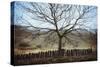 Bare Tree in Winter-Clive Nolan-Stretched Canvas