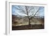 Bare Tree in Winter-Clive Nolan-Framed Photographic Print