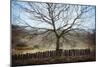 Bare Tree in Winter-Clive Nolan-Mounted Photographic Print