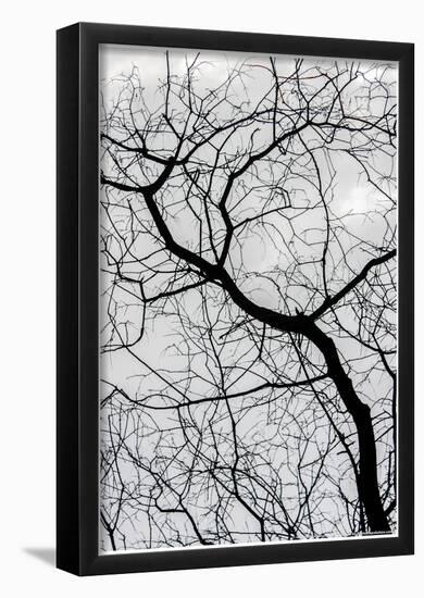 Bare Tree Limbs-null-Framed Poster