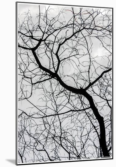 Bare Tree Limbs-null-Mounted Poster