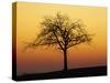 Bare Tree Silhouetted at Dawn, Dordogne, France, Europe-Hodson Jonathan-Stretched Canvas