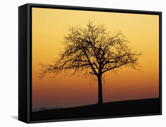 Bare Tree Silhouetted at Dawn, Dordogne, France, Europe-Hodson Jonathan-Framed Stretched Canvas
