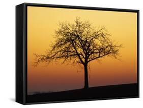 Bare Tree Silhouetted at Dawn, Dordogne, France, Europe-Hodson Jonathan-Framed Stretched Canvas