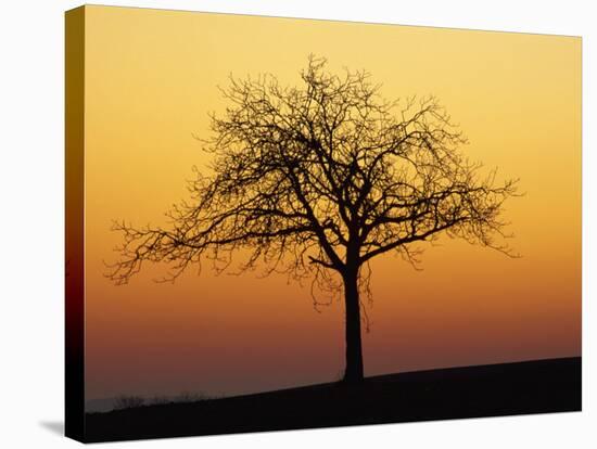 Bare Tree Silhouetted at Dawn, Dordogne, France, Europe-Hodson Jonathan-Stretched Canvas