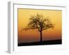 Bare Tree Silhouetted at Dawn, Dordogne, France, Europe-Hodson Jonathan-Framed Photographic Print