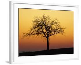 Bare Tree Silhouetted at Dawn, Dordogne, France, Europe-Hodson Jonathan-Framed Photographic Print