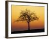 Bare Tree Silhouetted at Dawn, Dordogne, France, Europe-Hodson Jonathan-Framed Photographic Print