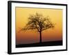 Bare Tree Silhouetted at Dawn, Dordogne, France, Europe-Hodson Jonathan-Framed Photographic Print