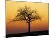 Bare Tree Silhouetted at Dawn, Dordogne, France, Europe-Hodson Jonathan-Mounted Photographic Print