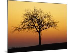 Bare Tree Silhouetted at Dawn, Dordogne, France, Europe-Hodson Jonathan-Mounted Photographic Print