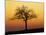 Bare Tree Silhouetted at Dawn, Dordogne, France, Europe-Hodson Jonathan-Mounted Photographic Print