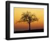 Bare Tree Silhouetted at Dawn, Dordogne, France, Europe-Hodson Jonathan-Framed Photographic Print