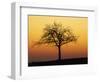 Bare Tree Silhouetted at Dawn, Dordogne, France, Europe-Hodson Jonathan-Framed Photographic Print