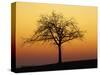 Bare Tree Silhouetted at Dawn, Dordogne, France, Europe-Hodson Jonathan-Stretched Canvas