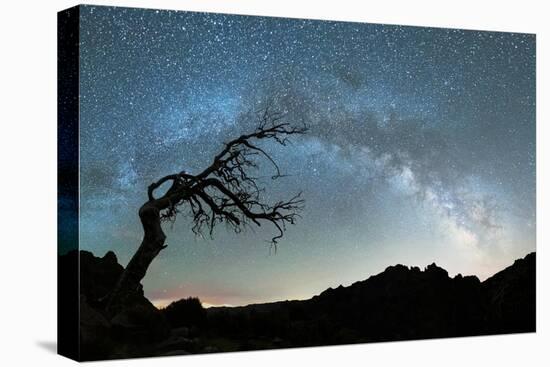 Bare tree under the Milky Way arch in the starry sky over Pico Ruivo mountain, Madeira, Portugal-Roberto Moiola-Stretched Canvas